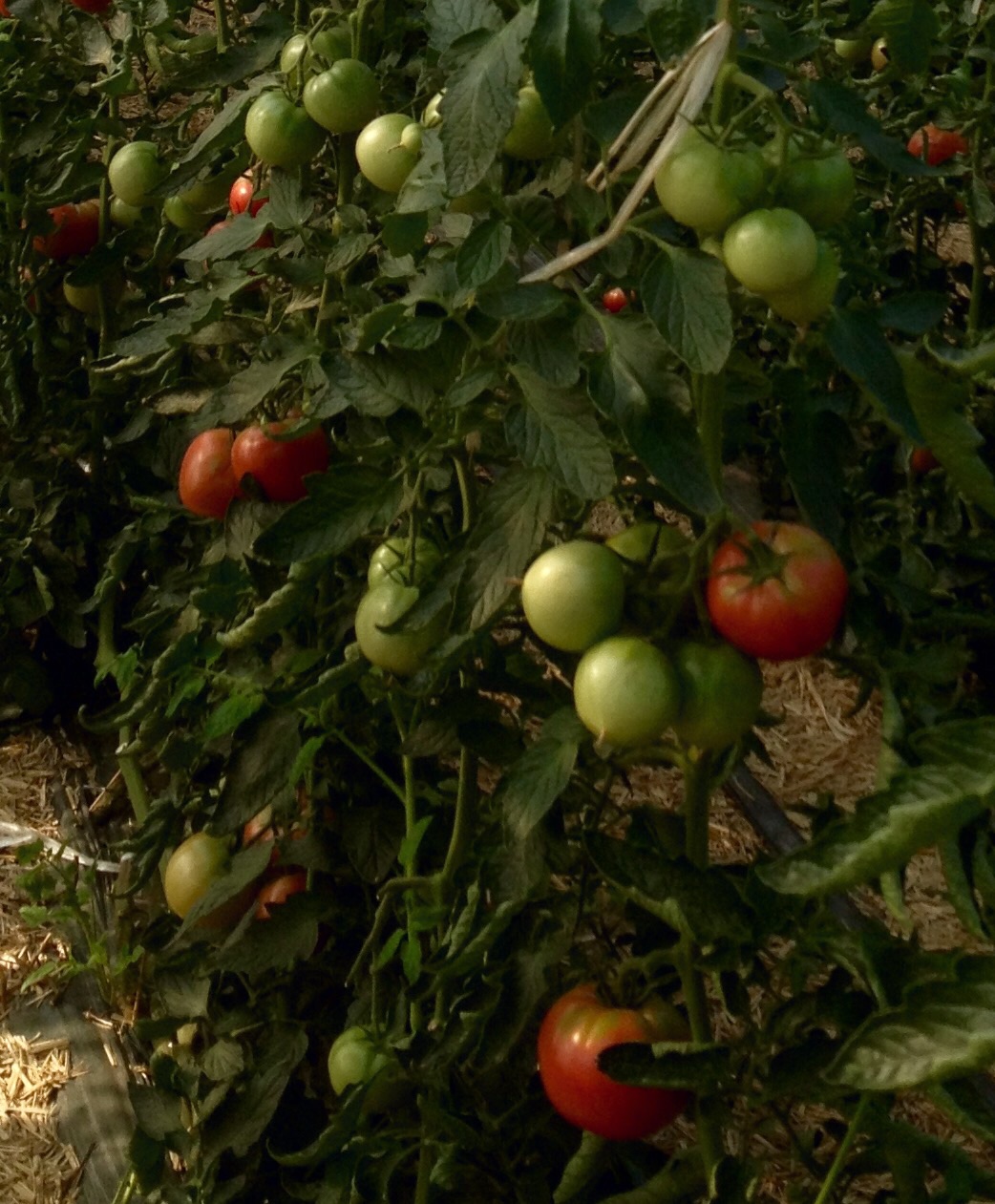 手島農園 「男気トマト」ホームページ