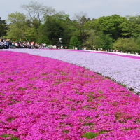 秩父芝桜