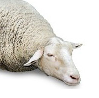 眠れない｜わたしによる私のための不眠解消法